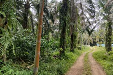 Sg Gumut Kalumpang 6 acre Freehold Non Bumi Lot