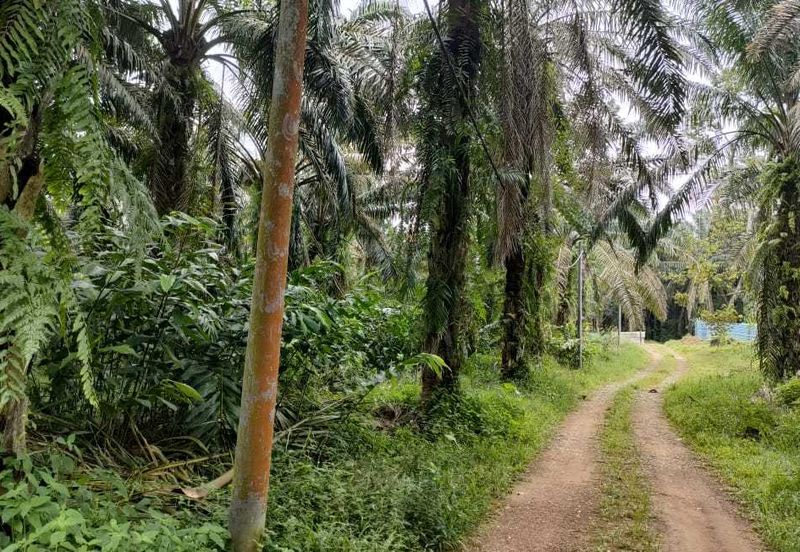 Sg Gumut Kalumpang 6 acre Freehold Non Bumi Lot