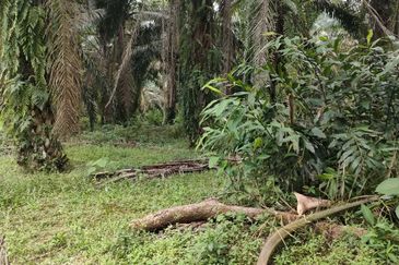 Sg Gumut Kalumpang 6 acre Freehold Non Bumi Lot