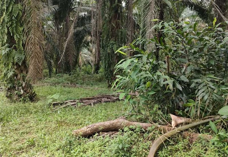 Sg Gumut Kalumpang 6 acre Freehold Non Bumi Lot