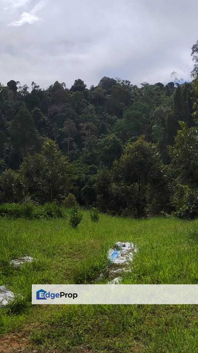 Cheap 4.77 Acre Sungai Inki Kalumpang Non Bumi Lot, Selangor, Hulu Selangor