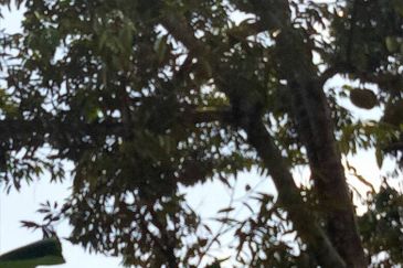 Taman Bentong Makmur