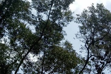 Taman Bentong Makmur