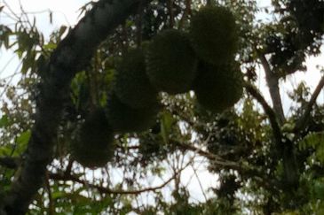 Taman Bentong Makmur