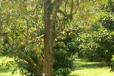 Taman Bentong Makmur