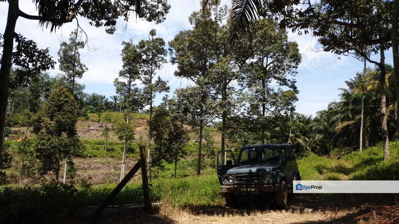 Kebun Durian Musang King Freehold 2.7 Acre Kuala Kalumpang, Selangor, Hulu Selangor