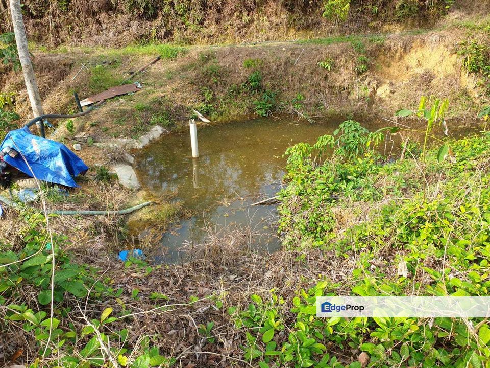 Kebun Durian Musang King Freehold 2.7 Acre Kuala Kalumpang, Selangor, Hulu Selangor