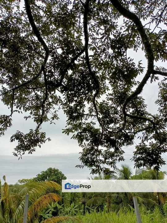 Kebun Durian Sg Gumut 2 Acre Non Bumi, Selangor, Hulu Selangor