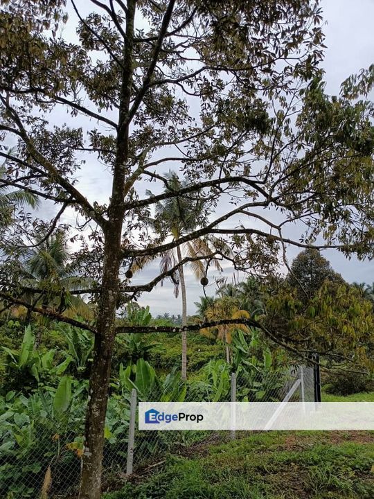 Kebun Durian Sg Gumut 2 Acre Non Bumi, Selangor, Hulu Selangor