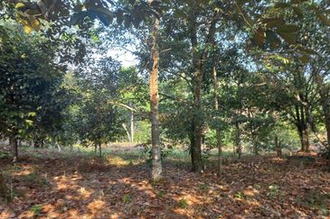 Kebun Durian 1.12 ekar Tepi Jalan Hulu Rening , Batang Kali Bumi Lot