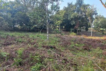 Kebun Durian 1.12 ekar Tepi Jalan Hulu Rening , Batang Kali Bumi Lot