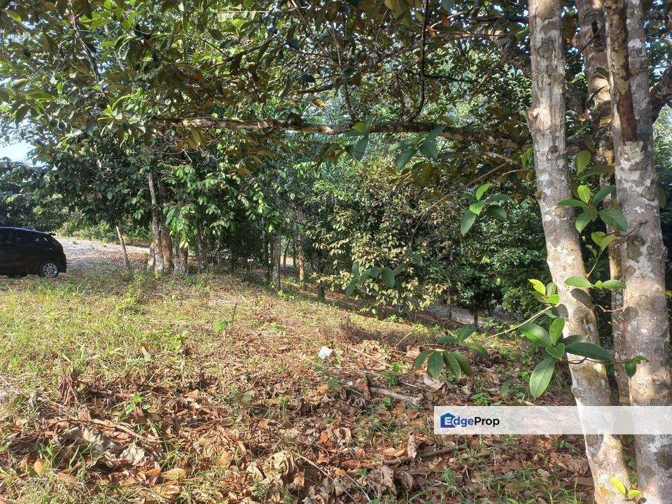 Kebun Durian 1.12 ekar Tepi Jalan Hulu Rening , Batang Kali Bumi Lot, Selangor, Batang Kali