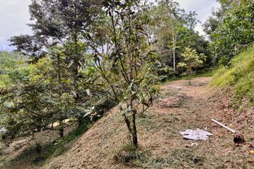 Kebun Durian 1.12 ekar Tepi Jalan Hulu Rening , Batang Kali Bumi Lot