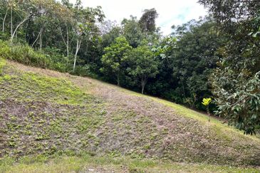 Kebun Durian 1.12 ekar Tepi Jalan Hulu Rening , Batang Kali Bumi Lot