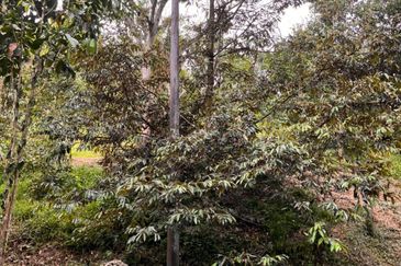 Kebun Durian 1.12 ekar Tepi Jalan Hulu Rening , Batang Kali Bumi Lot