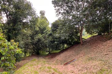 Kebun Durian 1.12 ekar Tepi Jalan Hulu Rening , Batang Kali Bumi Lot