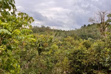 Kebun Durian 1.12 ekar Tepi Jalan Hulu Rening , Batang Kali Bumi Lot