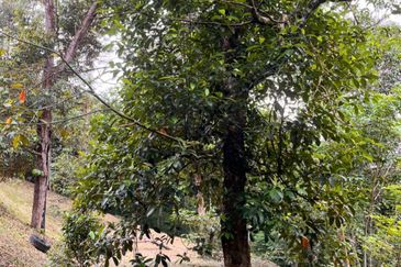 Kebun Durian 1.12 ekar Tepi Jalan Hulu Rening , Batang Kali Bumi Lot