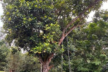 Kebun Durian 1.12 ekar Tepi Jalan Hulu Rening , Batang Kali Bumi Lot