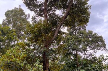 Kebun Durian 1.12 ekar Tepi Jalan Hulu Rening , Batang Kali Bumi Lot