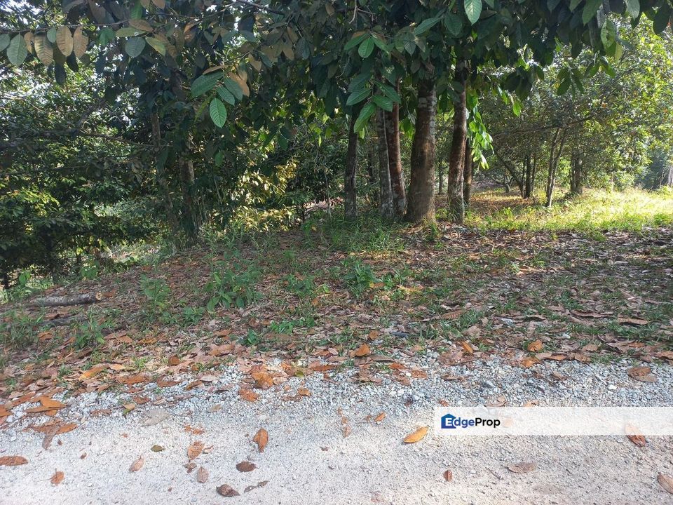 Tanah Dusun Hulu Rening, Batang Kali  2 Ekar  Malay Reserved, Selangor, Batang Kali