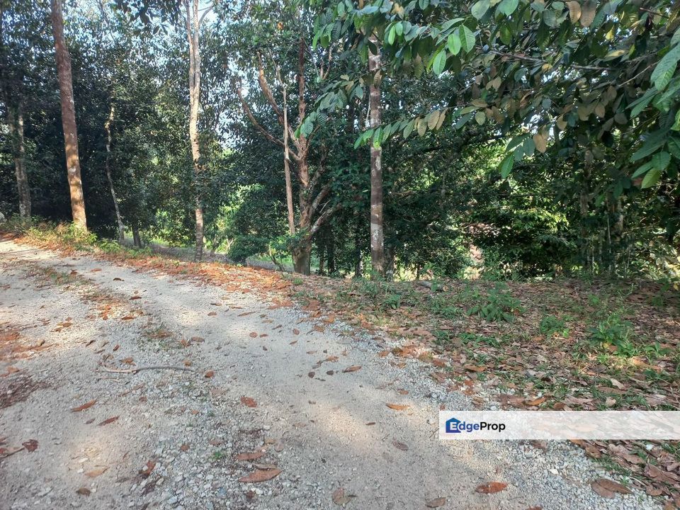 Tanah Dusun Hulu Rening, Batang Kali  2 Ekar  Malay Reserved, Selangor, Batang Kali