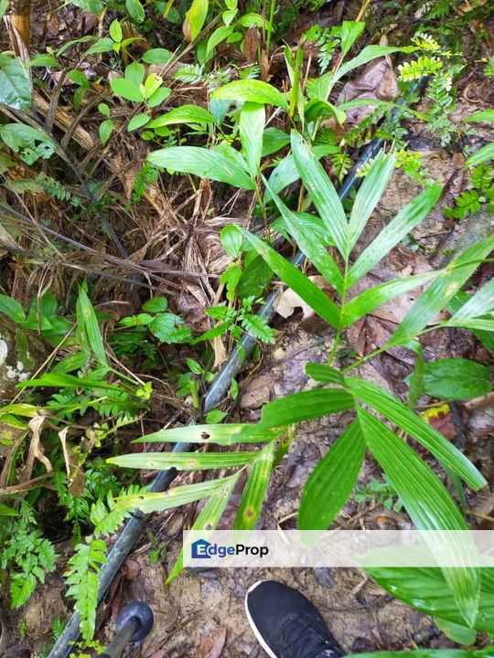 1 Ekar Land Opposite Bukit Tabur Resort , Taman Melawati Kuala Lumpur, Selangor, Ampang