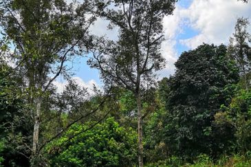 Kebun Durian 2.7 Acre Non Bumi Lot Freehold  Taman Cahaya Batang Kali