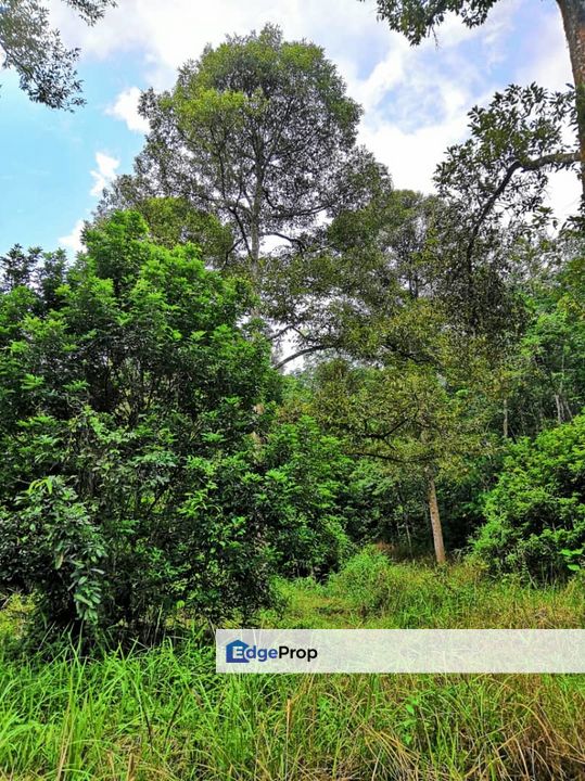 Kebun Durian 2.7 Acre Non Bumi Lot Freehold  Taman Cahaya Batang Kali, Selangor, Batang Kali