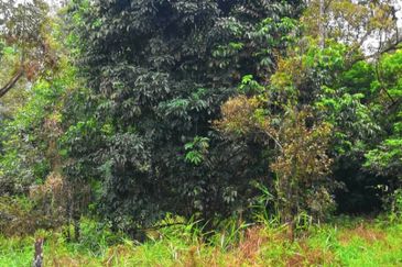 Kebun Durian 2.7 Acre Non Bumi Lot Freehold  Taman Cahaya Batang Kali