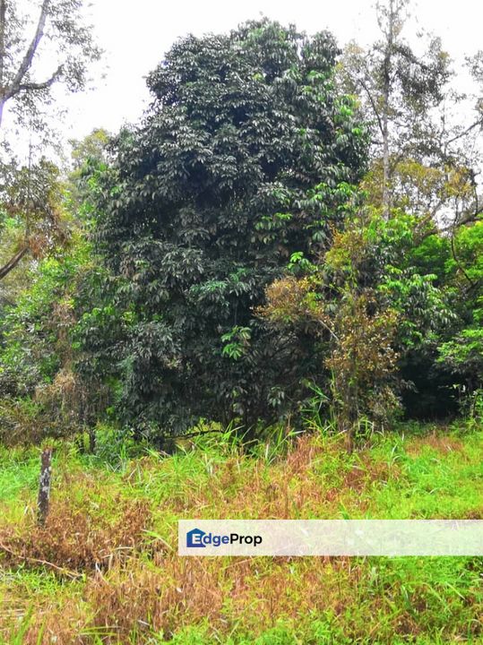 Kebun Durian 2.7 Acre Non Bumi Lot Freehold  Taman Cahaya Batang Kali, Selangor, Batang Kali