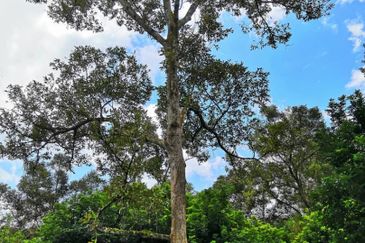 Kebun Durian 2.7 Acre Non Bumi Lot Freehold  Taman Cahaya Batang Kali