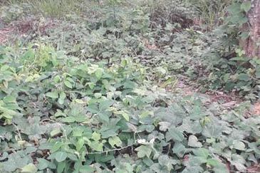 Kerling Industrial Land