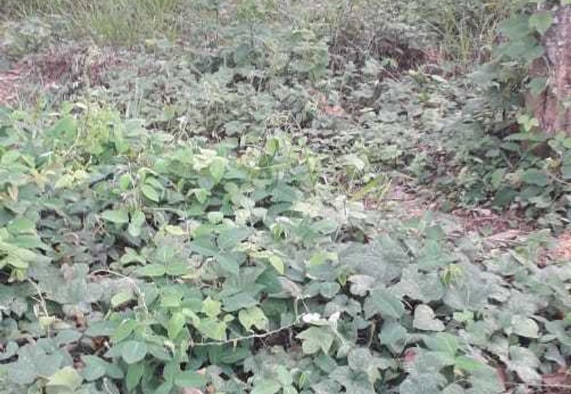 Kerling Industrial Land