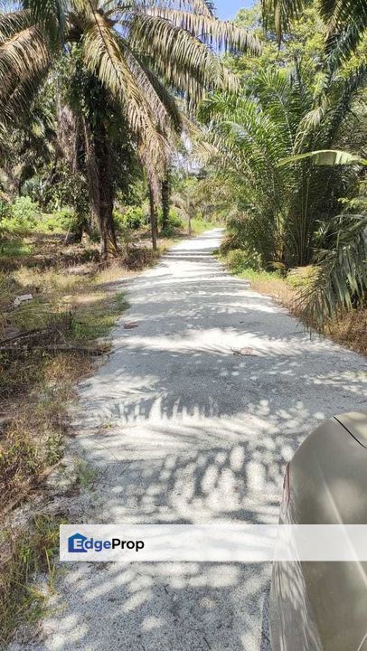 Cheap 20 Acre Sungkai Ladang Sawit with Good Access Non Bumi Freehold, Perak, Slim River