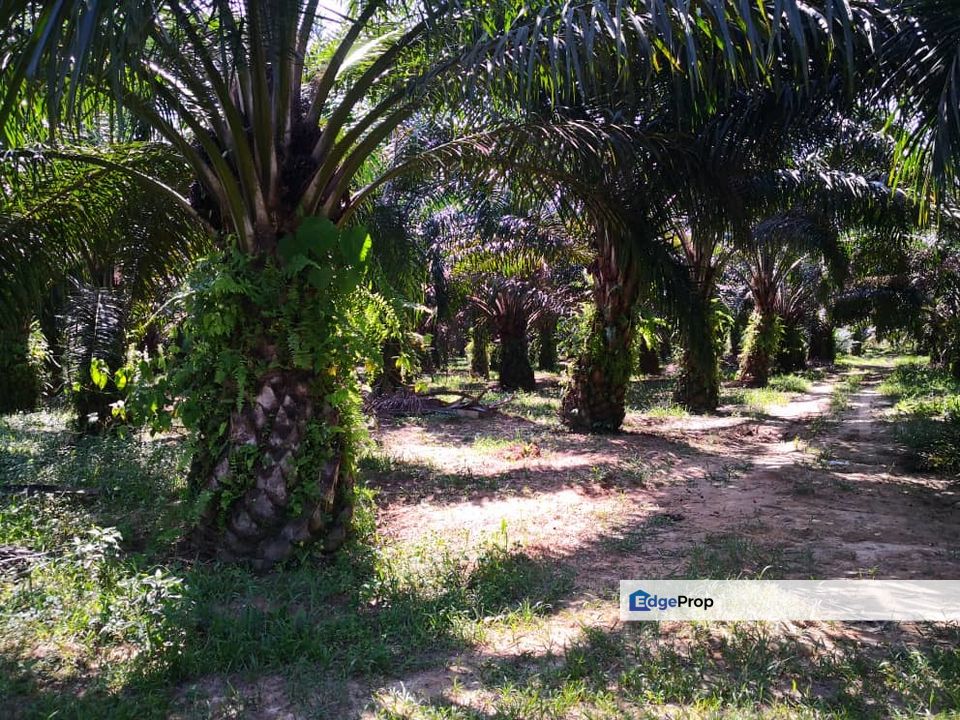 Ladang Sawit 9.5 Ekar Tepi Sungai Non Bumi Kuala Kerling,Hulu Selangor, Selangor, Kerling