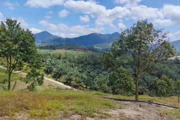 Freehold Sg Jang Hulu Selangor 2.5 Acre Dusun Musang King