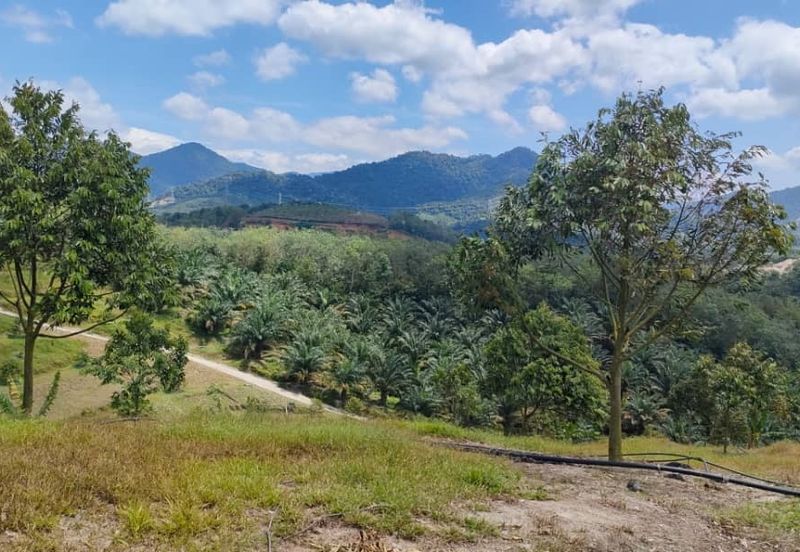 Freehold Sg Jang Hulu Selangor 2.5 Acre Dusun Musang King