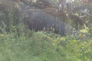 10 acre Agri Land Freehold Non Bumi at Batang Kali With Electricity