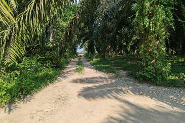 10 acre Agri Land Freehold Non Bumi at Batang Kali With Electricity