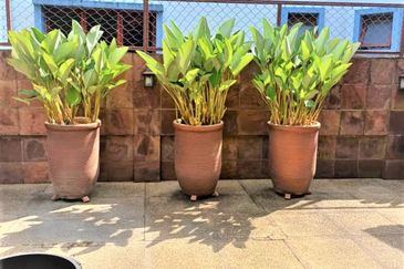 Tropicana Golf & Country Resort