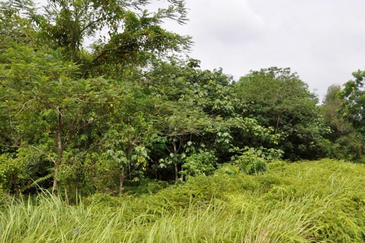 Cyberjaya Freehold Commercial Land