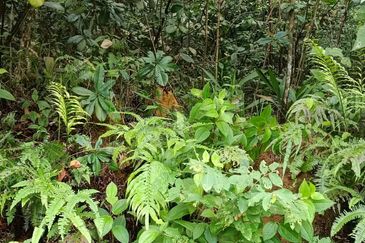 Kampung Sungai Pelong