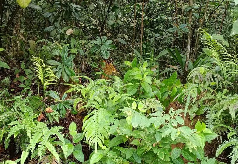 Kampung Sungai Pelong