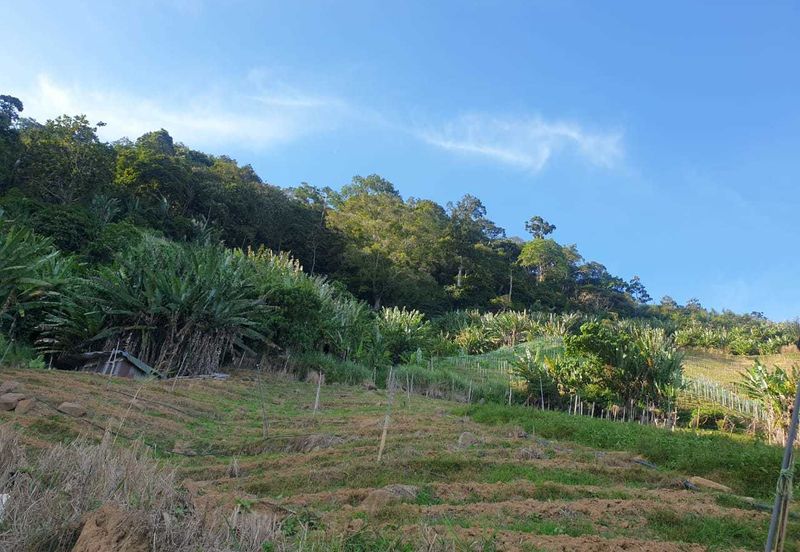 Tanah Pertanian Geran Individu, Bukit Tinggi