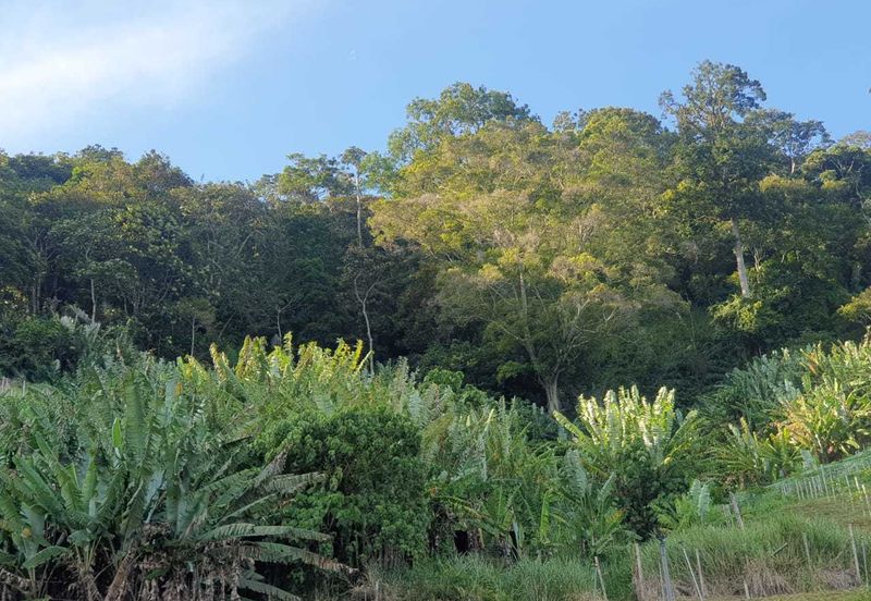 Tanah Pertanian Geran Individu, Bukit Tinggi