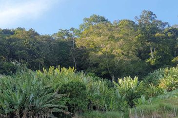 Tanah Pertanian Geran Individu, Bukit Tinggi