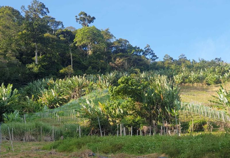 Tanah Pertanian Geran Individu, Bukit Tinggi