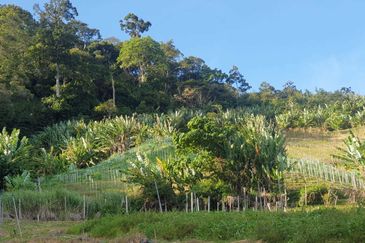 Tanah Pertanian Geran Individu, Bukit Tinggi