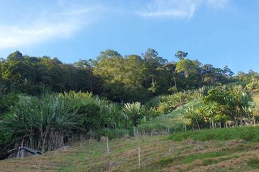 Tanah Pertanian Geran Individu, Bukit Tinggi